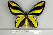 Ornithoptera tithonus tithonus, male dorsal view