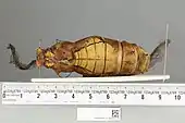 Ornithoptera goliath procus, pupa dorsal view