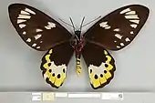 Ornithoptera paradisea female, ventral view