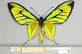 Ornithoptera paradisea male, ventral view