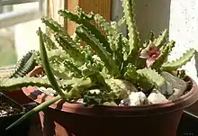 Flowering specimen of Duvaliandra dioscoridis in a pot