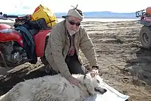 Wolf with tracking collar.