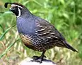 California quail (introduced)