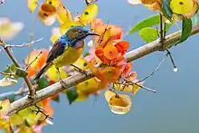 sunbird with yellow undersides, pale purplish throat, brown back, metallic blue head, and brown patch around the eyes