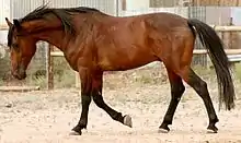 A bay horse walking, with a fence and metal building in the background.