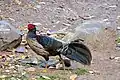 Kalij pheasant male