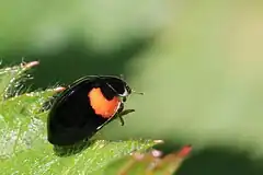 Adalia decempunctata var. bipustulata