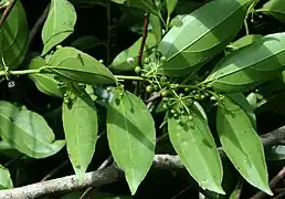 fruit and foliage