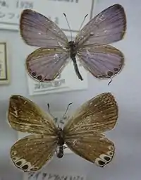 Dorsal view