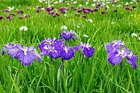 A field of purple, white and blue iris flowers