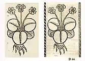 Illustration of Nuphar luteum as a substitute for an illustration of Caltha palustris: Left: Hortus Sanitatis, Straßburg 1497 (I, 309). Right: Kleines Destillierbuch (Blatt 78r)