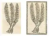 Adonis vernalis. Left: Hortus Sanitatis (BSB), Straßburg 1497 (I, 165). Right: Kleines Destillierbuch (Blatt 121v)