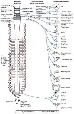 Autonomic nervous system, particularly illustrates parasympathetic fibers.