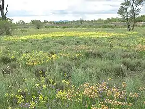 Field of mixed colours