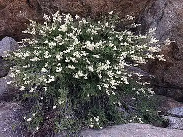 Specimen in Tahoe National Forest, California