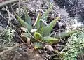 Haworthia mirabilis var. sublineata, from south of Bredasdorp, has extremely slender, pointed, lined leaves.