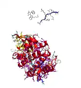 1uu8: Two limiting diastereomeric (syn and anti) conformation cargo to the retro/anterograde pathway. Crystal structure of the human  kinase domain 1uu8, 1xws & 1zrz pim1: 1xws (from-use images@ ebi refs.@ pubchem) BI1 search 3-{1-[3-(DIMETHYLAMINO)PROPYL]-1H-INDOL-3-YL}-4-(1H-INDOL-3-YL)-1H-PYRROLE-2,5-DIONE)