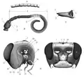 Figure 3 HeadMorphology