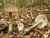 Amanita ceciliae