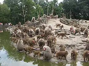 A large troop of Hamadrayas baboons. The females are brown and shorthaired, whereas the males are white and longhaired.