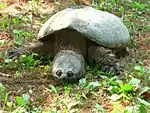 Snapping turtle