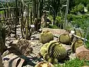 A collection of succulent plants in the Water and Terraced Gardens