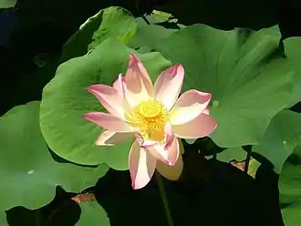 Royal Lotus Nelumbo nucifera