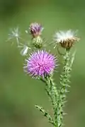 Flowering and fruiting