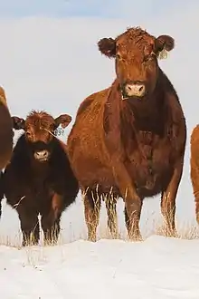 Red Angus cattle