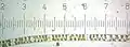 Spirogyra.  Each numbered tick = 122 μM