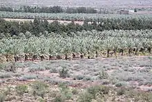 Plantage of date palms next to the Naute Dam