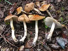 Inocybe rimosa