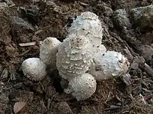 Coprinus sterquilinus