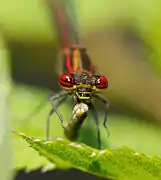 Eyes close-up