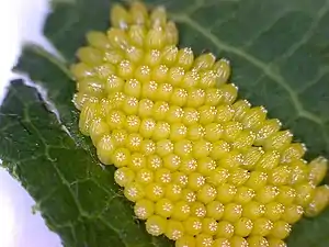 Eggs