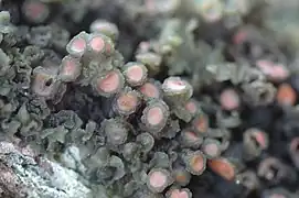 pile of round, greyish structures with bright pink centers