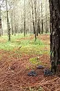 Pine forest at the Nevado de Toluca in the State of Mexico.