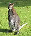 A Bennett's Wallaby