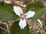 Trillium undulatum flowering in Quebec on May 20, 2014