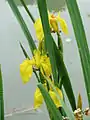 Yellow iris or flag