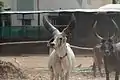 Kankrej cow with large horns