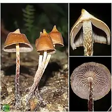 Psilocybe hoogshagenii