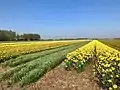 Field of flowers in 2e Exloërmond