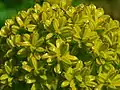 Umbel bearing glossy, unripe fruits