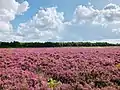 Heath near Schoonloo