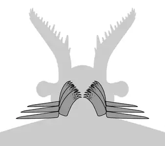 Ventral view of a generalized GLS-bearing radiodont, showing 3 pairs of gnathobase‐like structures (GLSs) and corresponded anterior flaps.