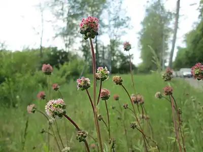 Female flowers, Brebach-Fechingen, outside Saarbrücken, Germany