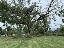 Large trees with severe damage, many major limbs torn off or cracked in half.