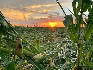 Farm field growing corn is shown, nearly all in sight has been flattened to the ground or broken. Behind the flattened field, a sunset glows.