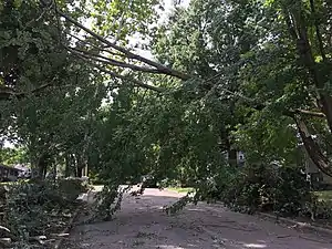 A street with a couple large branches drooping across the street, partially-suspended on an electrical line. Twigs and leaves are scattered across the street.